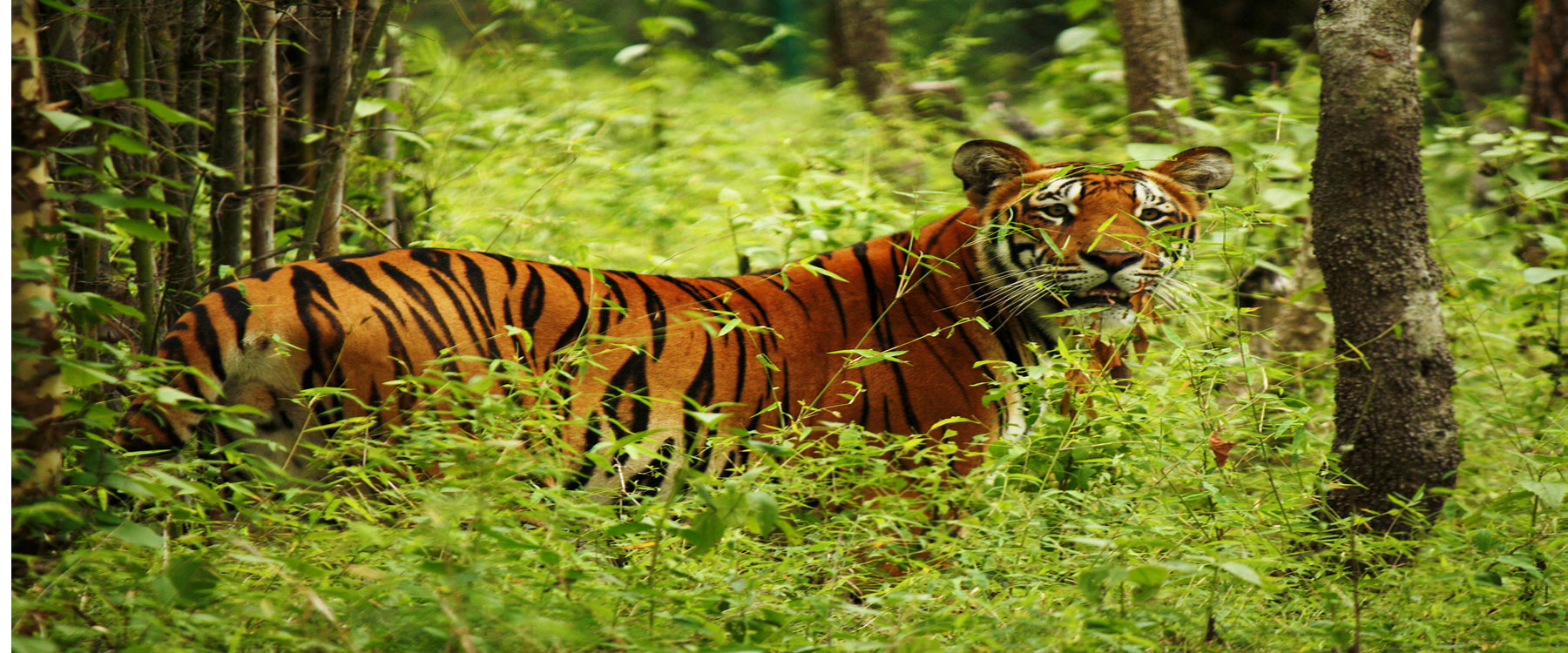 chitwan-nation-park-king-of-animal-by-mount-adventure-holidays.jpg