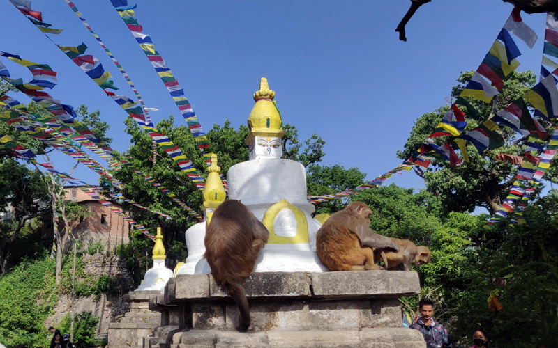 monkey-haveing-food-at-swambhunath-stupa.jpg